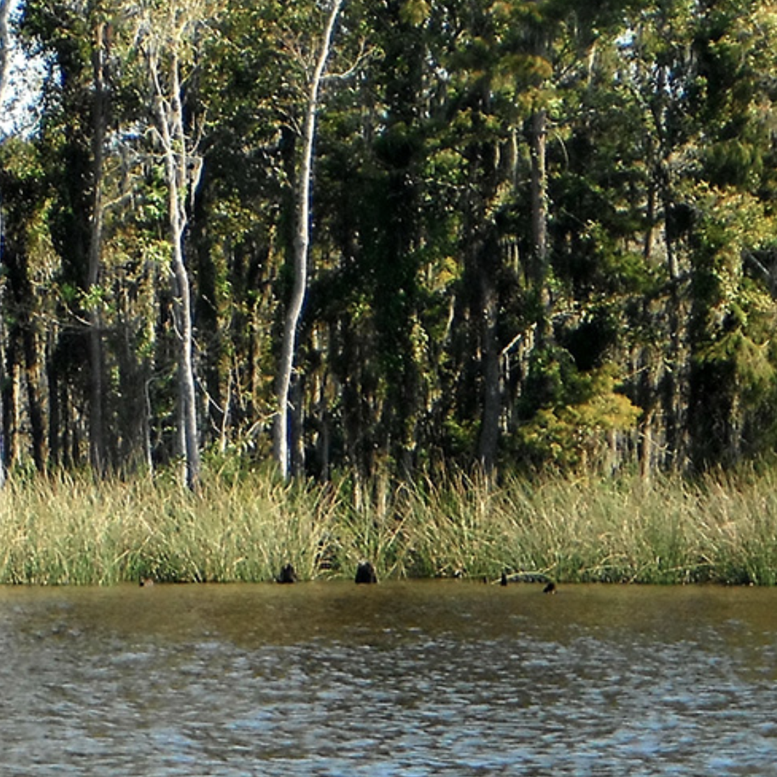 Climate Credits - Restore 25 feet of living shoreline with California bulrush marsh grass