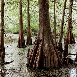 Climate Credits - Community-based Coastal Carbon Sinks