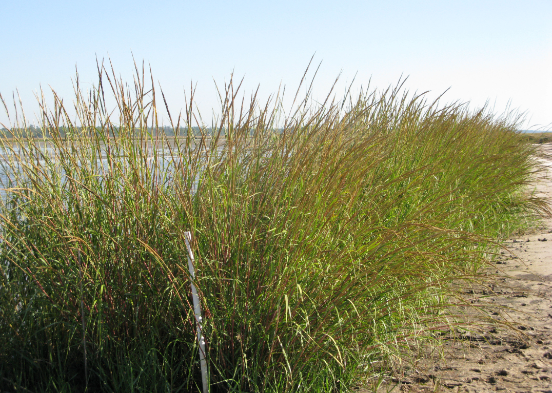 Climate Credits - Restore 25 feet of living shoreline with California bulrush marsh grass