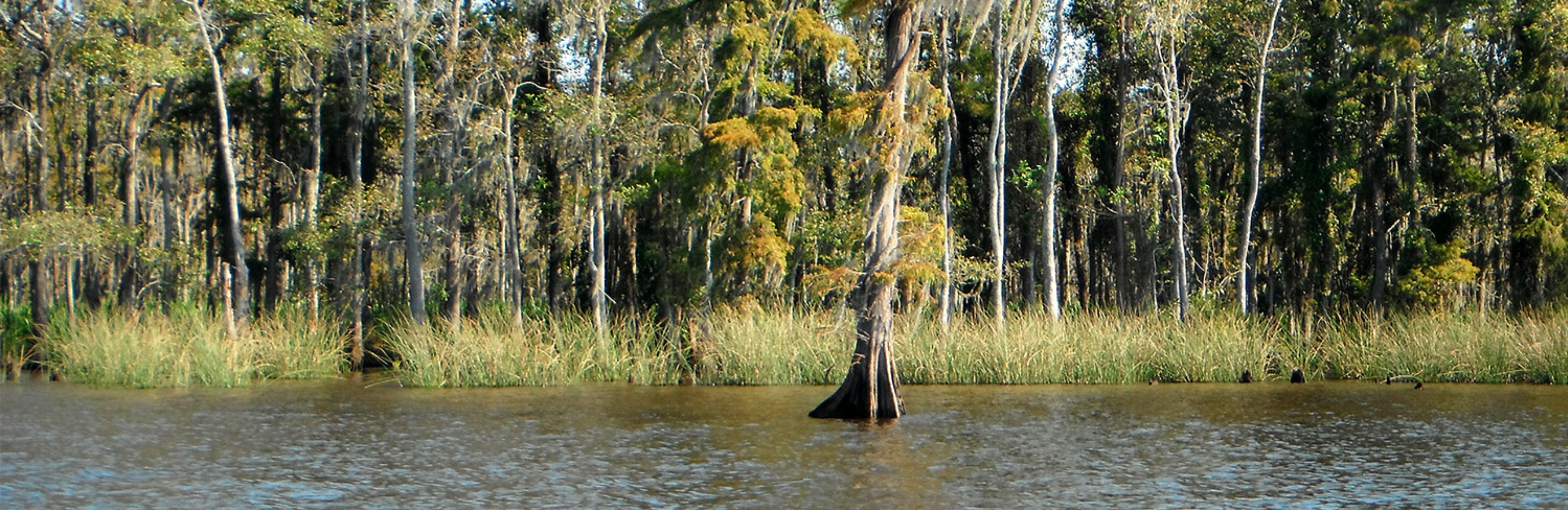 Climate Credits - Restore 25 feet of living shoreline with California bulrush marsh grass